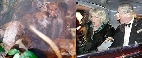 charles and camilla become the hunted