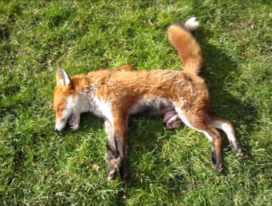 Fox Killed By York And Ainsty