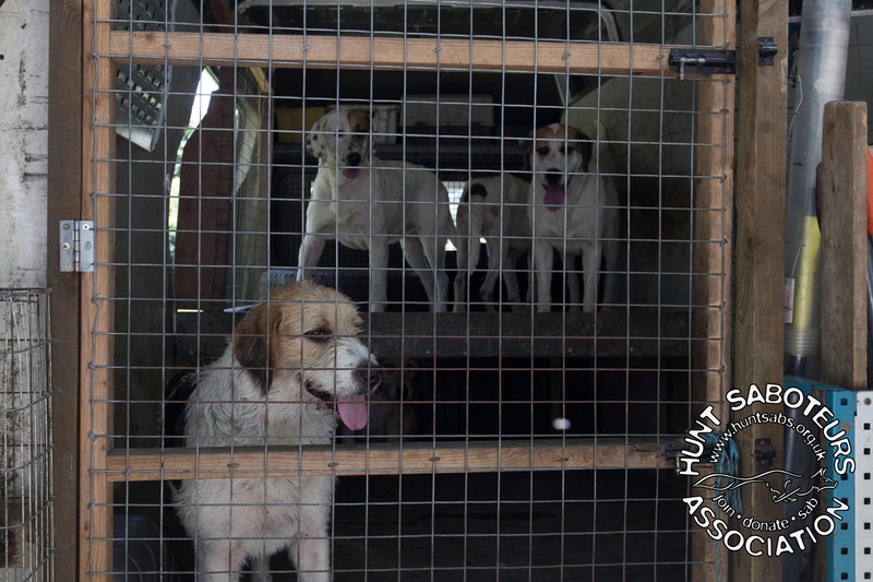 Illegal Mink Hunt Sent Packing Hunt Saboteurs Association