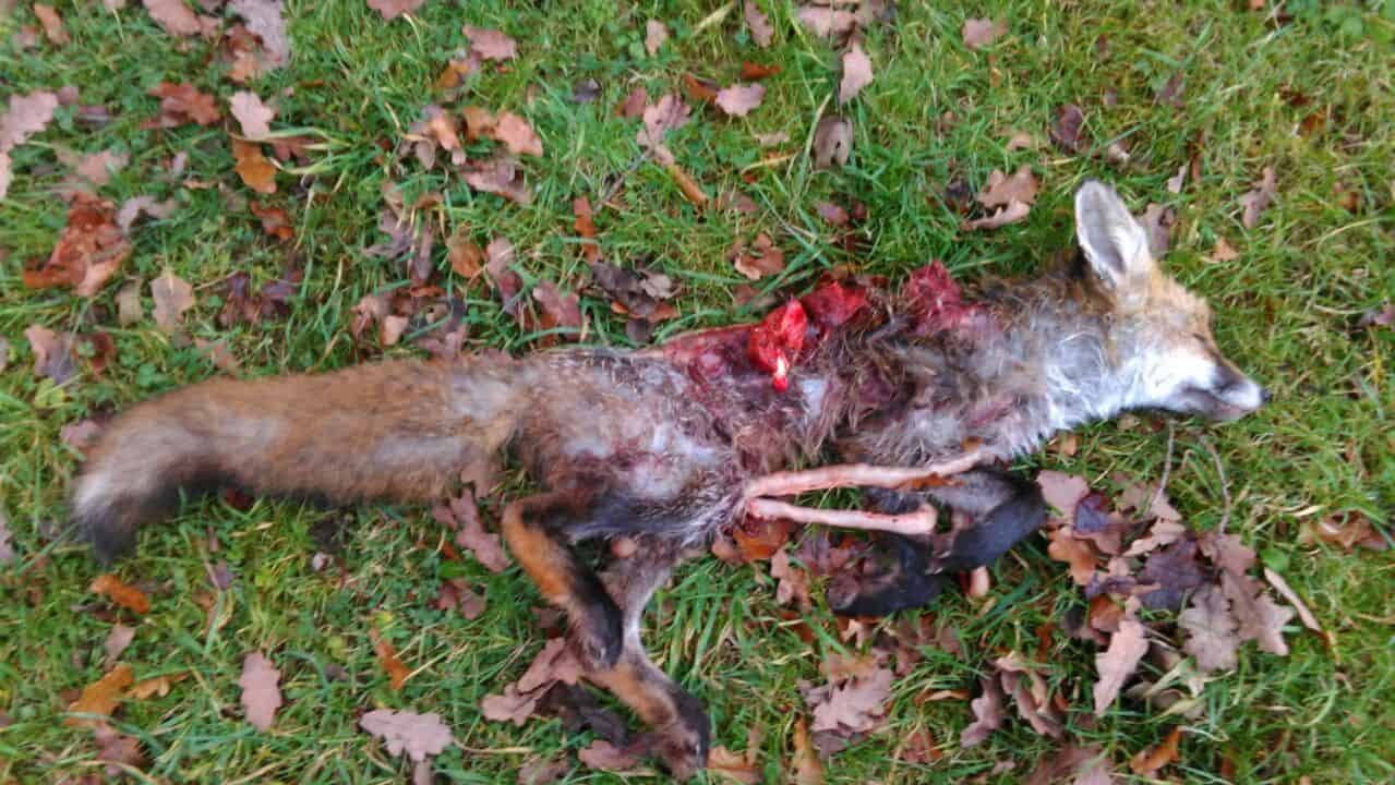 Fox Killed by Thurlow Hunt
