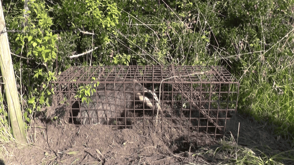 badger in trap