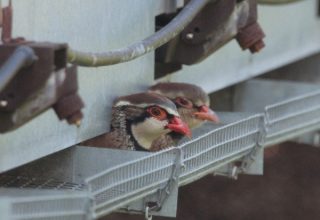 partridges featured