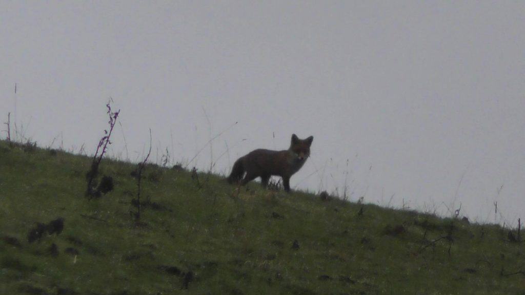 Please help protect Scotland's foxes. 