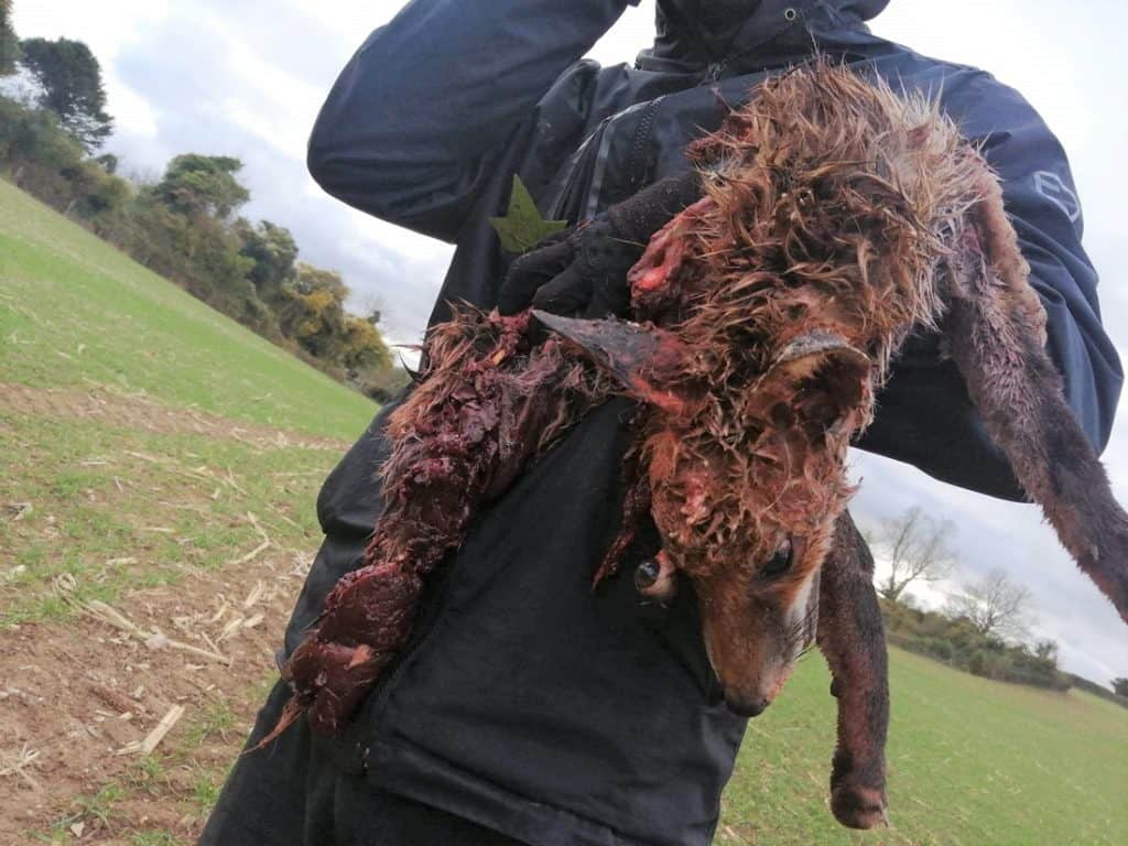 WAR member cradles the broken body of a fox killed by the South Dorset Hunt 