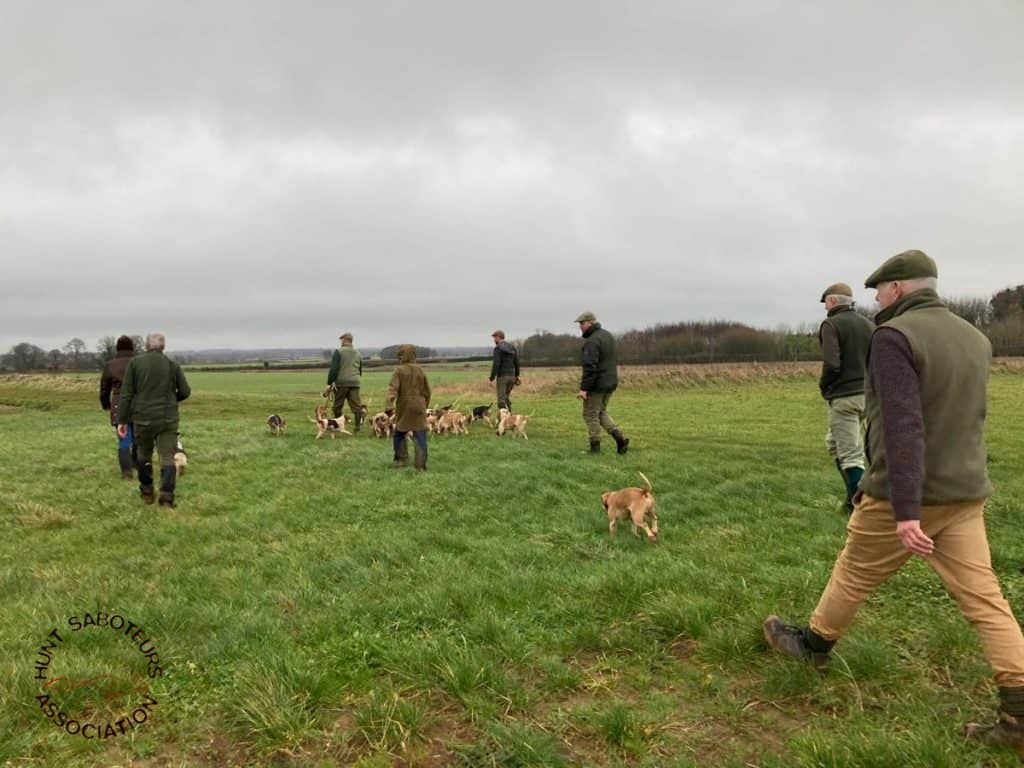 Non-uniformed hare hunters fail to evade hunt sabs last weekend. 