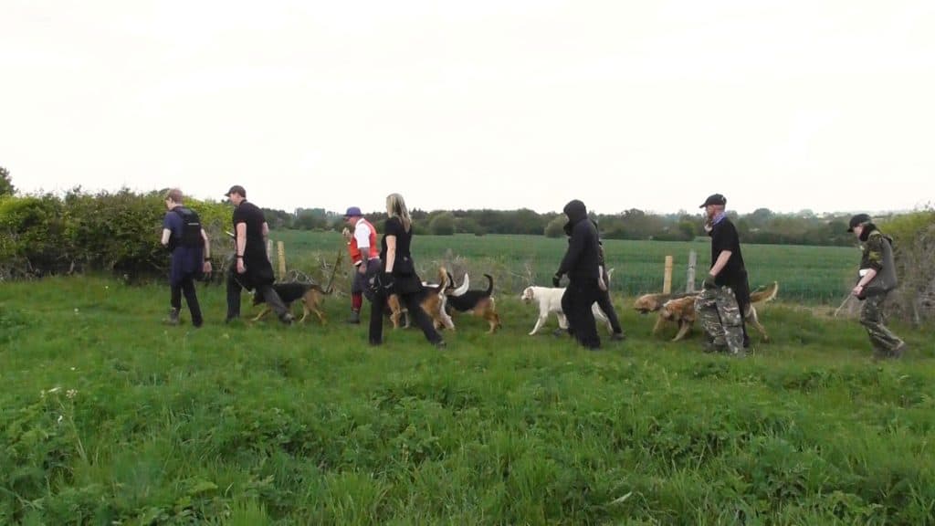 Eastern Counties Mink Hounds head home, thanks to hunt saboteurs. 