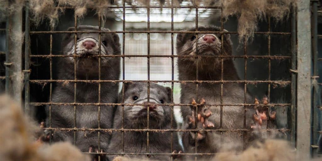 Terrible cruelty on a mink farm.