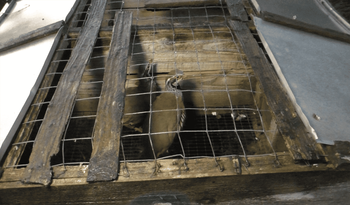 Partridges are confined to tiny wire cages.