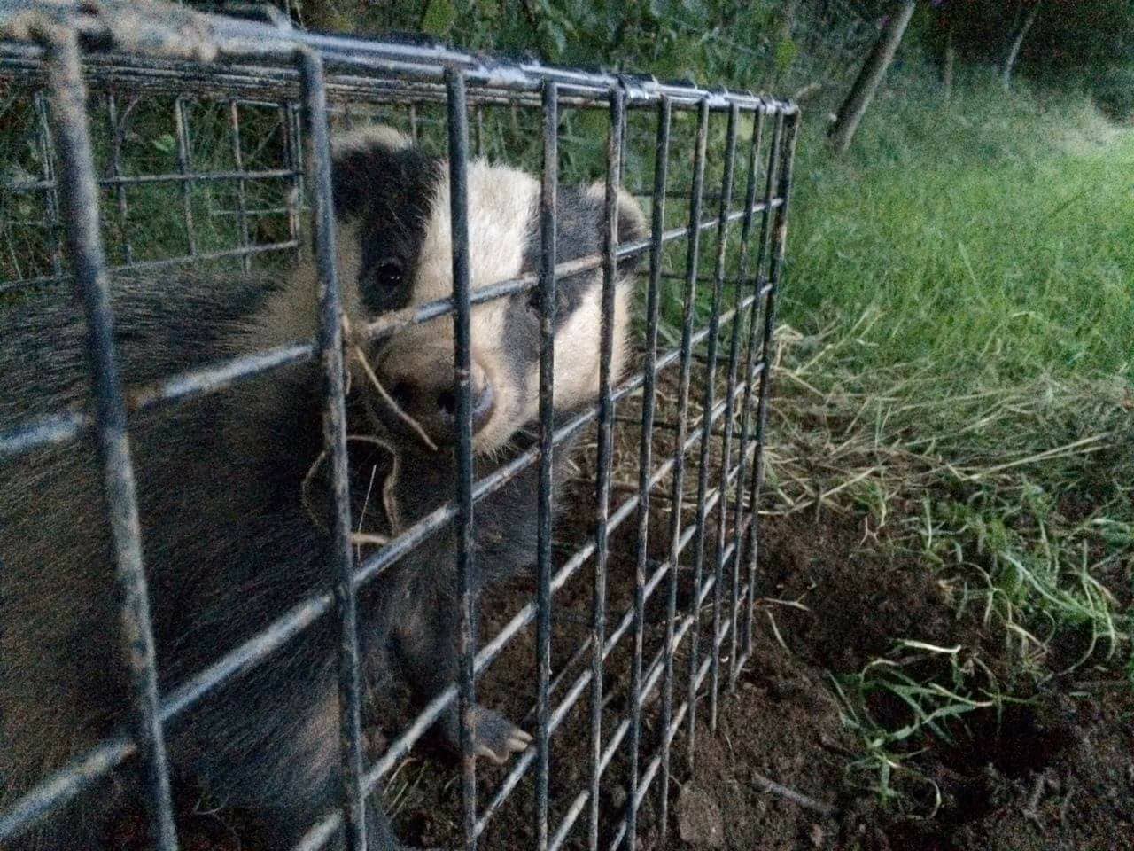 Hunt Saboteurs Fight The Brutal Badger Cull Hunt Saboteurs Association
