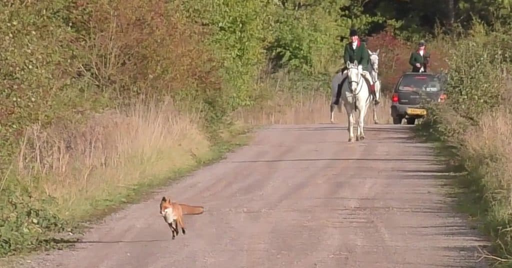 RA Hunt chasing a fox
