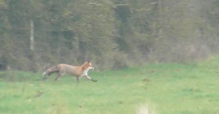 Middleton Hunt Damning Footage Shows Middleton Hunt Illegally Hunting a Fox - Hunt ...
