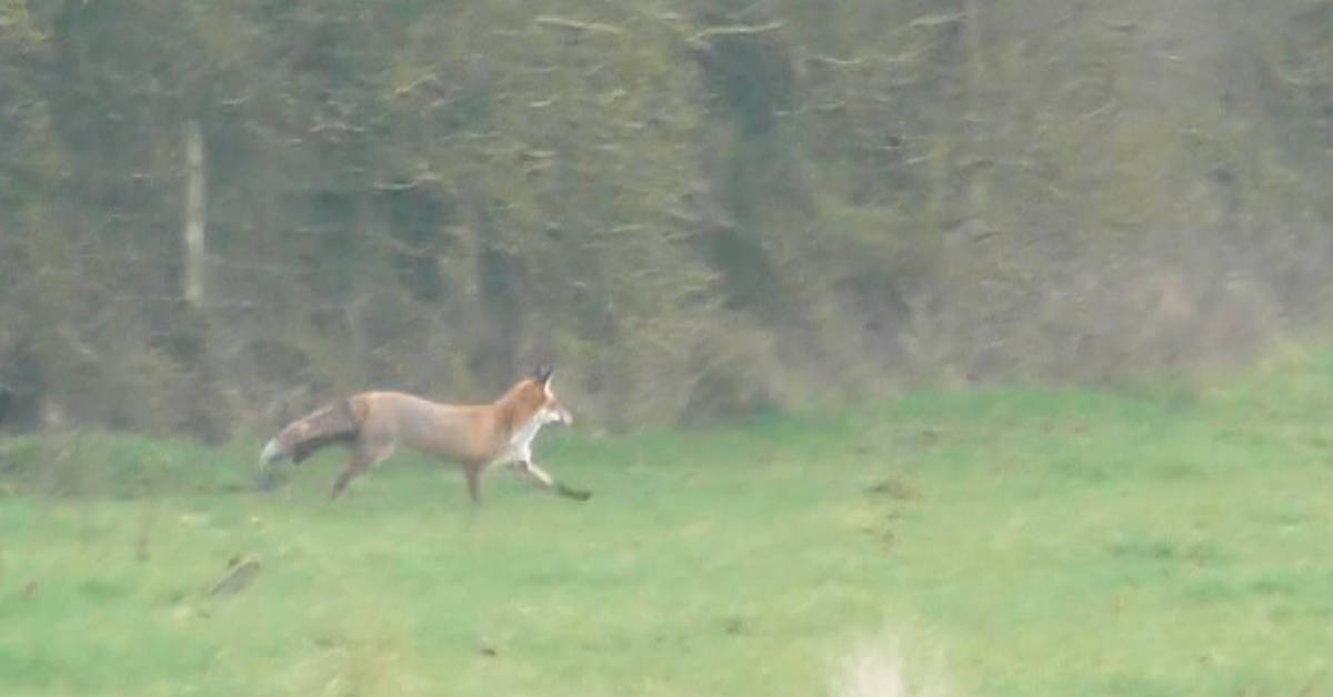 A fox runs from the Middleton Hunt feat