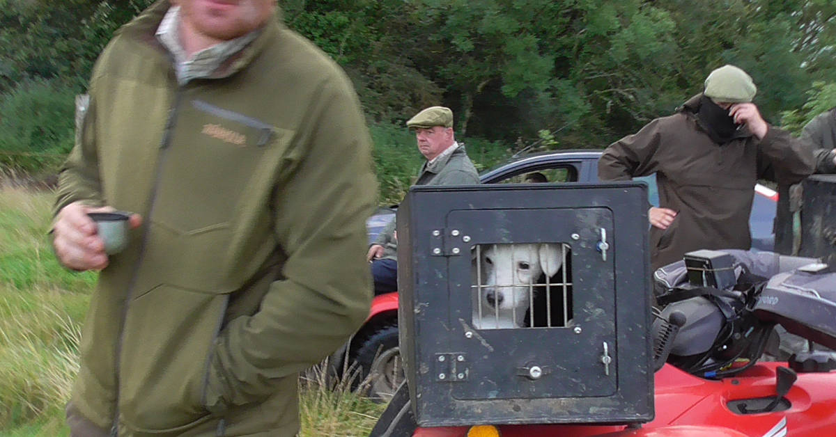 Terrier on a quad feat
