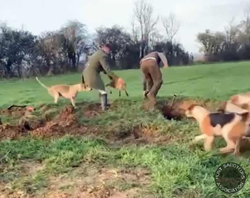 Avon Vale huntsman and terrierman work together to torture foxes.
