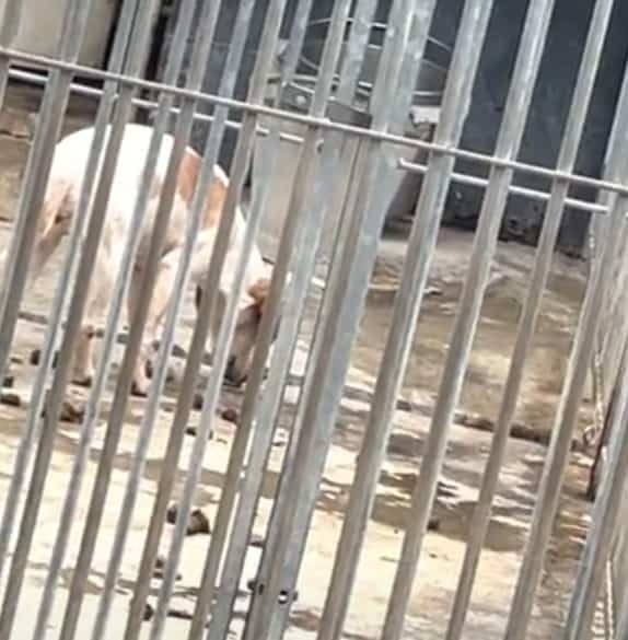 A neglected beagle resorts to eating faeces from the kennel floor.