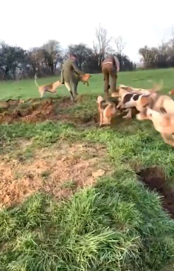 Kennel Huntsman and Whipper-in Aaron Fookes lifts the first fox out of the sett and throws them to the hounds.
