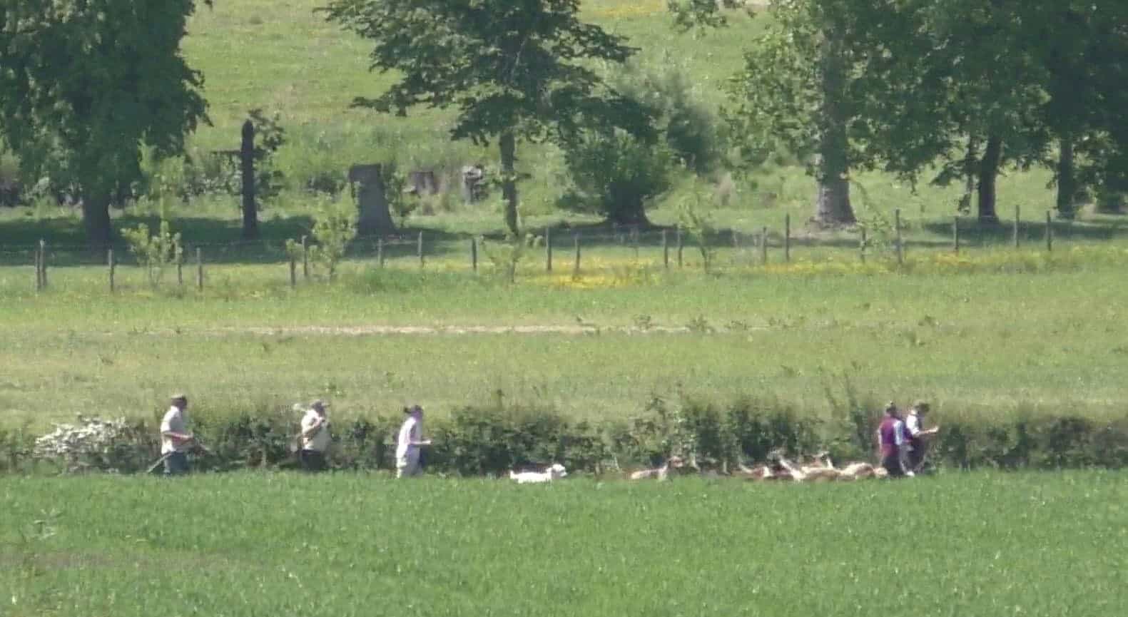 Mink Hunt Sabbing Is Go! Hunt Saboteurs Association