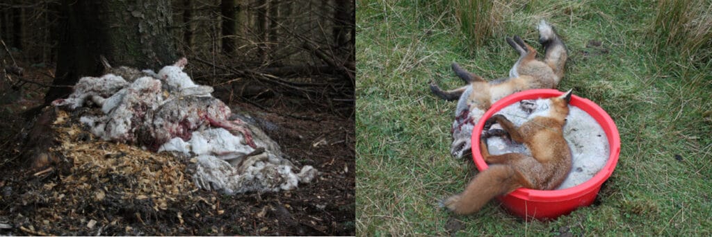 Stink pits are indiscriminately cruel. Images: Raptor Persecution UK
