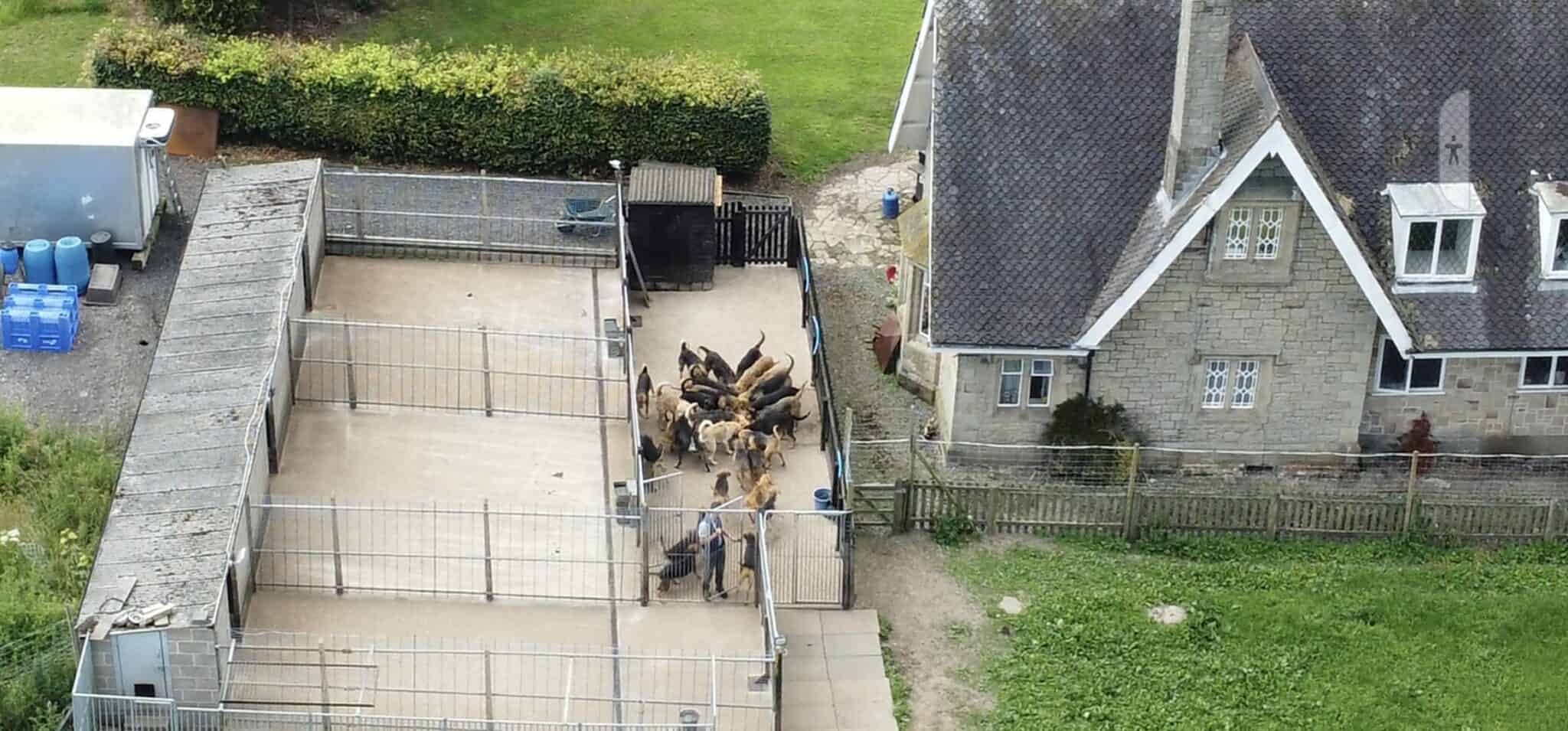 HSA Summer Mink Hunting Campaign Continues Hunt Saboteurs Association