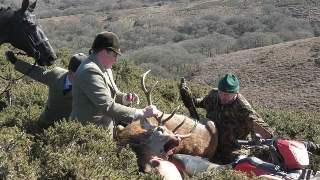 Sabs have repeatedly highlighted the cruelty of stag hunting. 