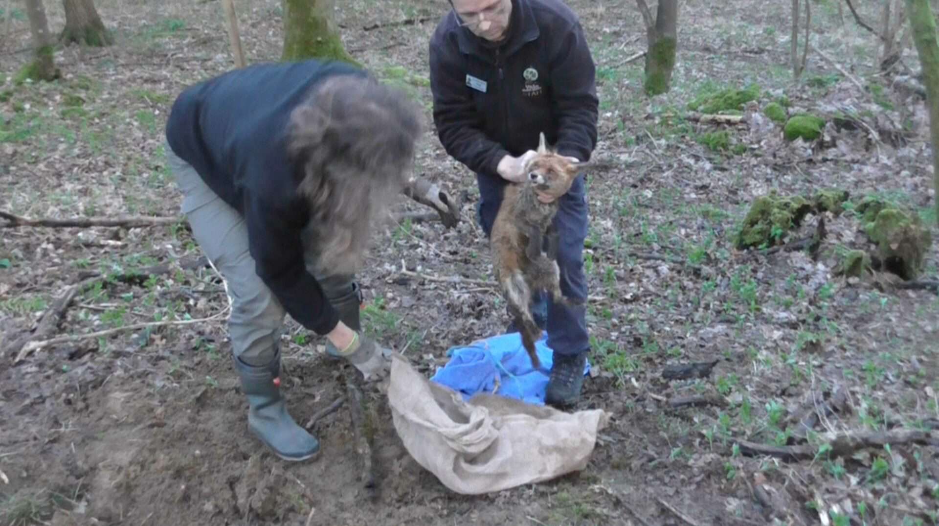 Vixen rescued and released by brave hunt saboteurs.