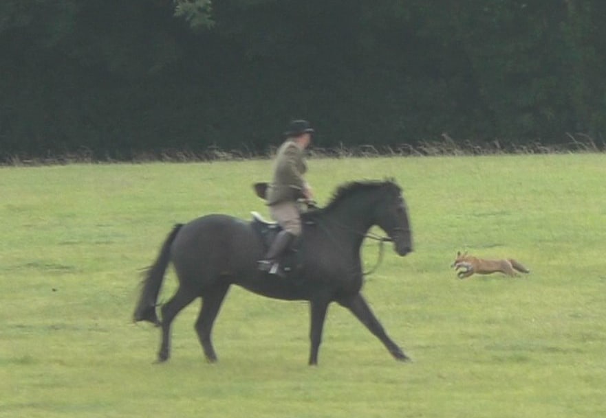 BSVH master tries to turn a fox back towards the hounds
