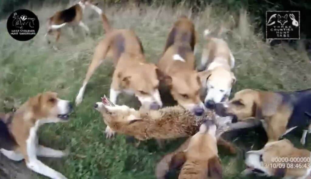 A fox is killed at a cub hunting meet of the Warwickshire Hunt - October 2023. Courtesy of West Midlands and Three Counties Hunt Sabs
