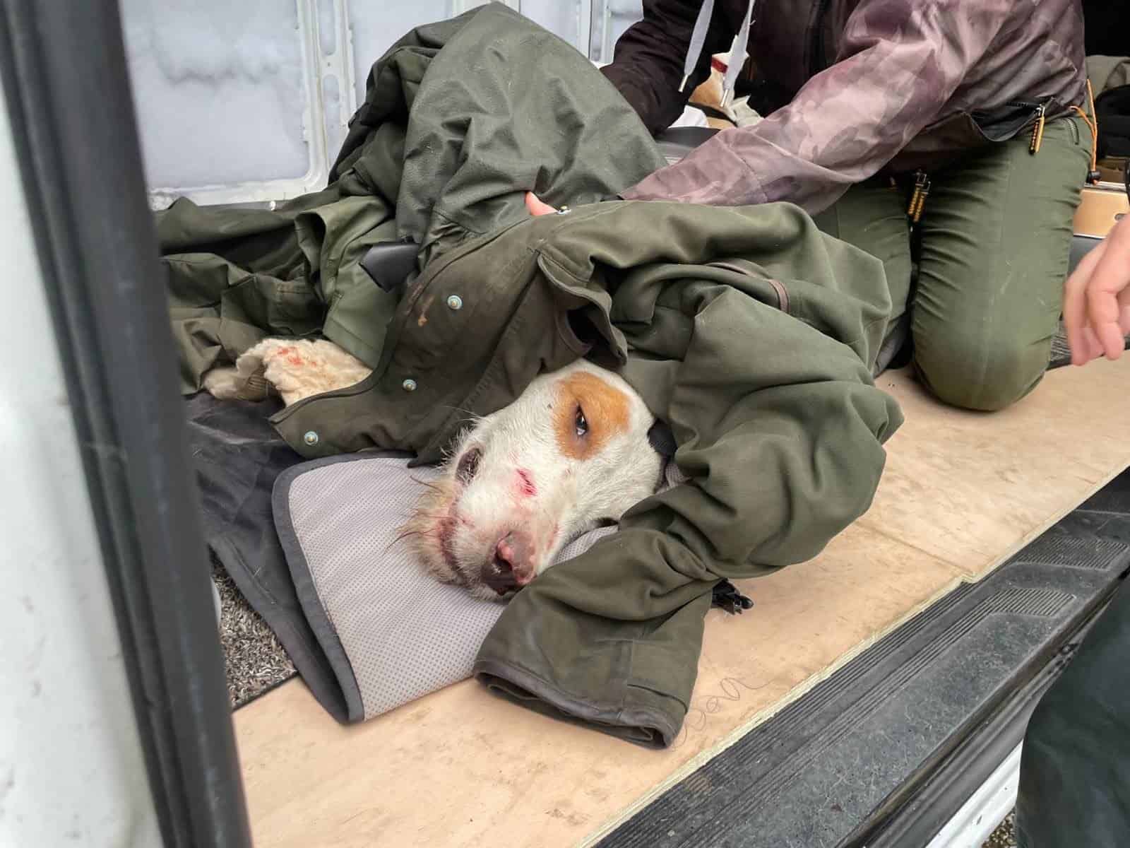 Members of the public cared for this hound with a broken spine