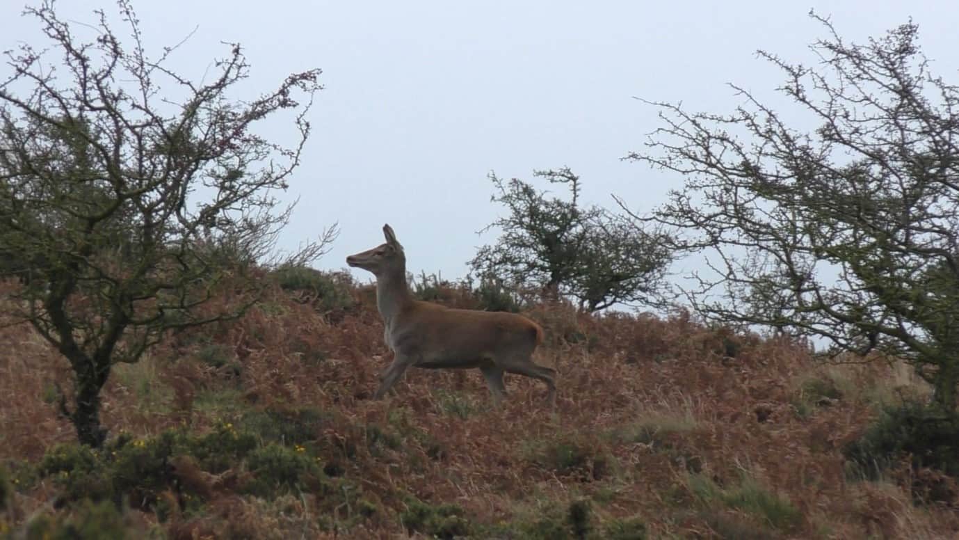 The hunted hind runs for her life.