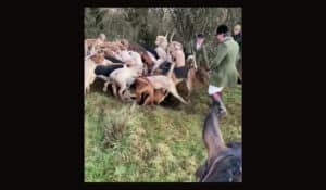 Hunters laugh as the fox is torn to pieces.