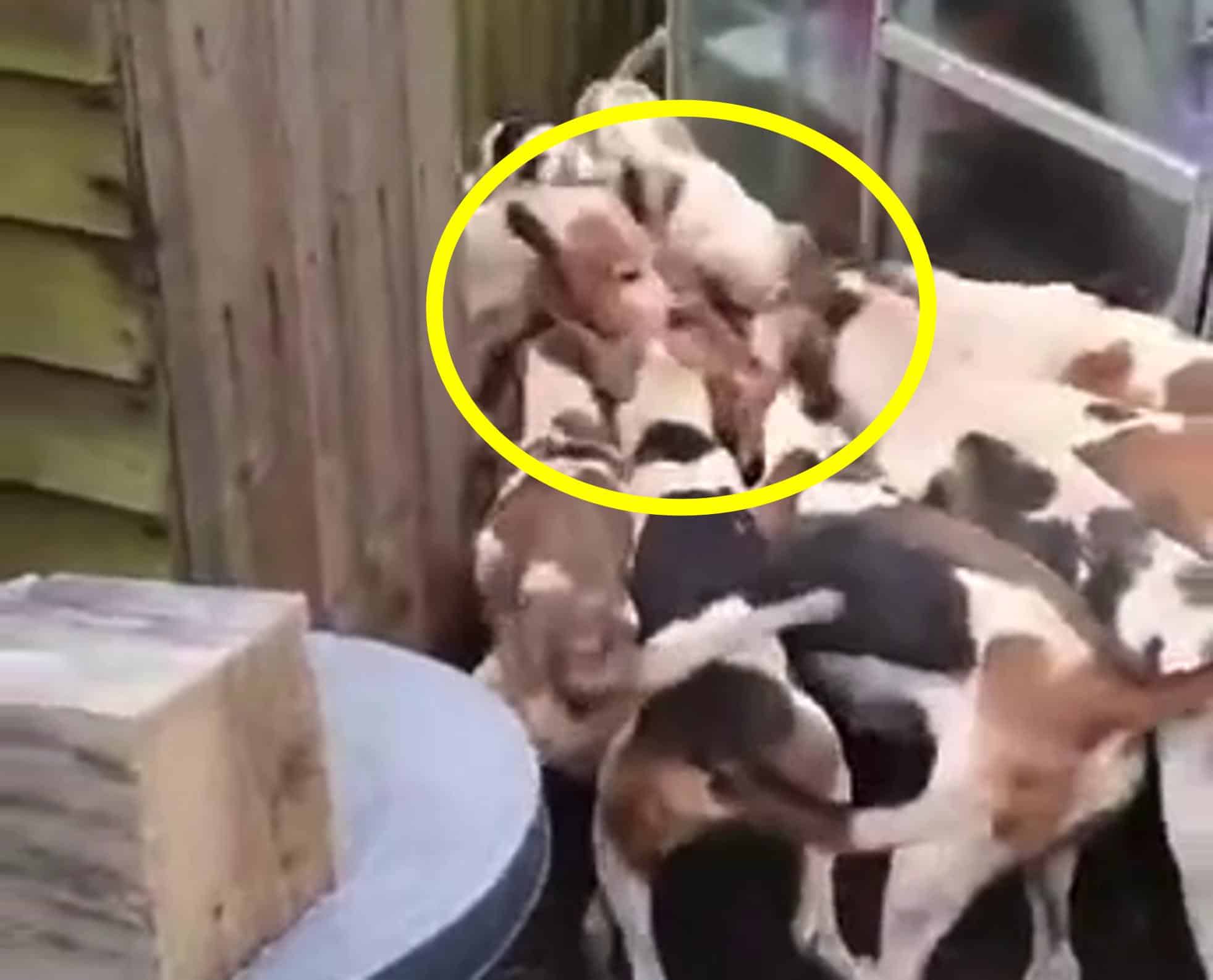 The poor fox’s upended feet and belly are visible at she is savaged by the pack.