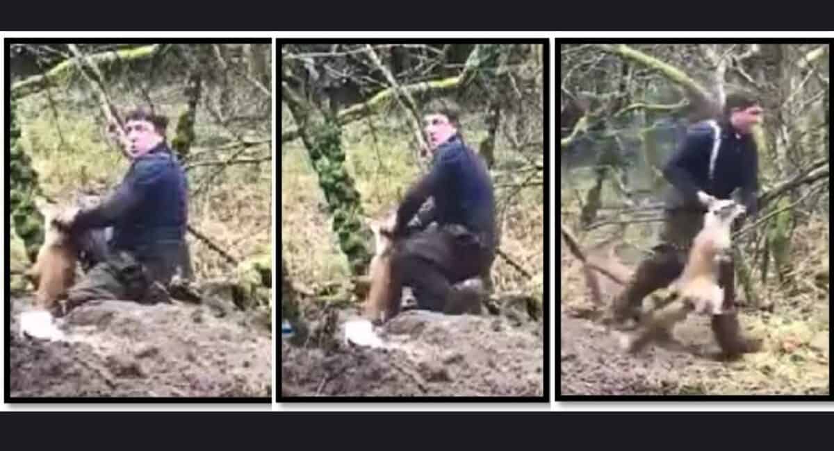 terrierman pulls fox out of her refuge