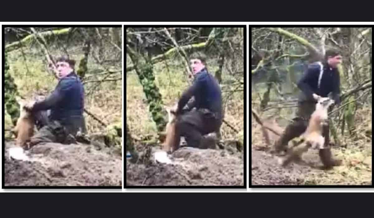 terrierman pulls fox out of her refuge