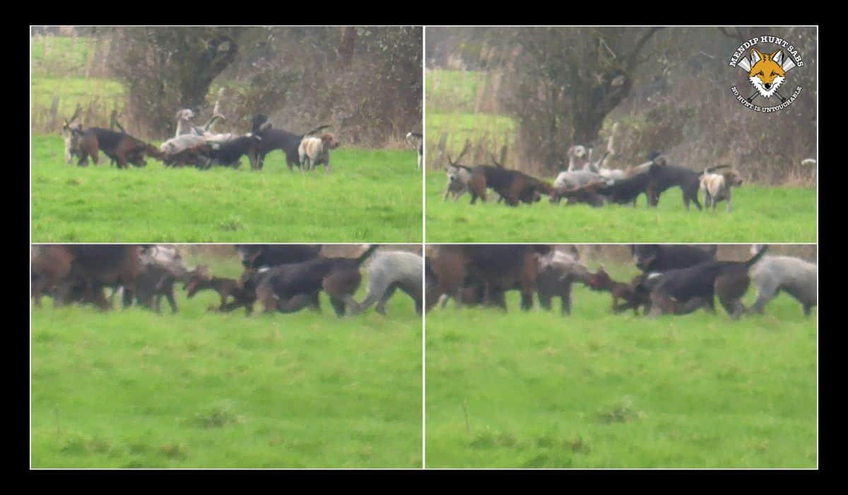 Hounds tear the fox apart