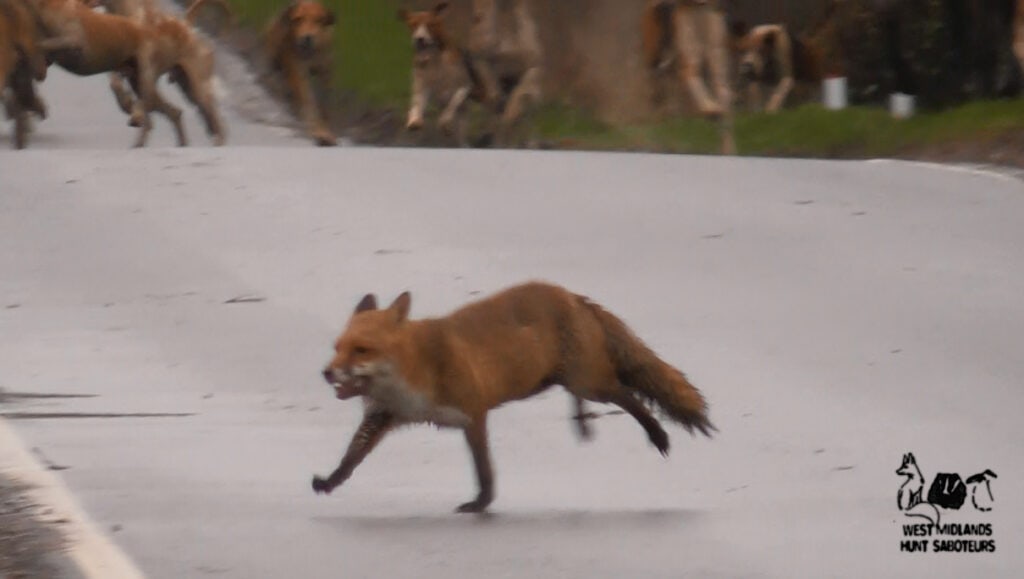Dispersed to death: this poor fox was killed by the Warwickshire Hunt © West Mids Hunt Sabs