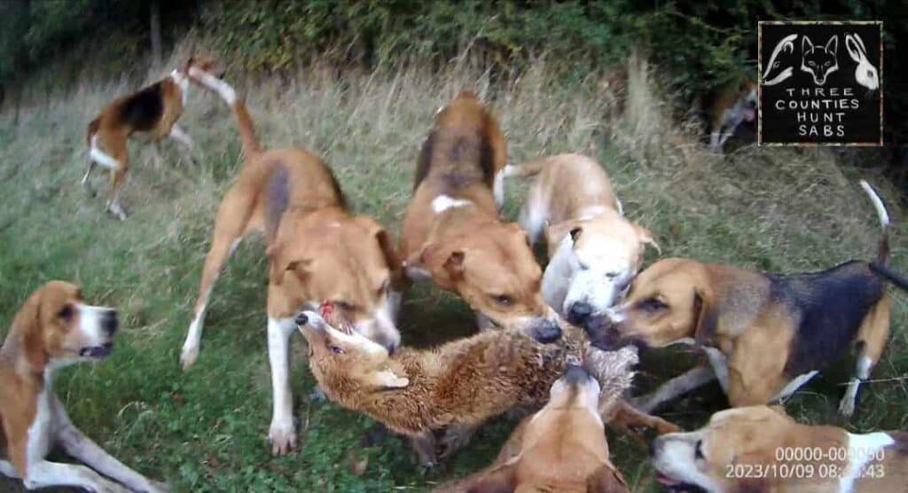 This is the reality of trail hunting ©Three Counties Hunt Sabs