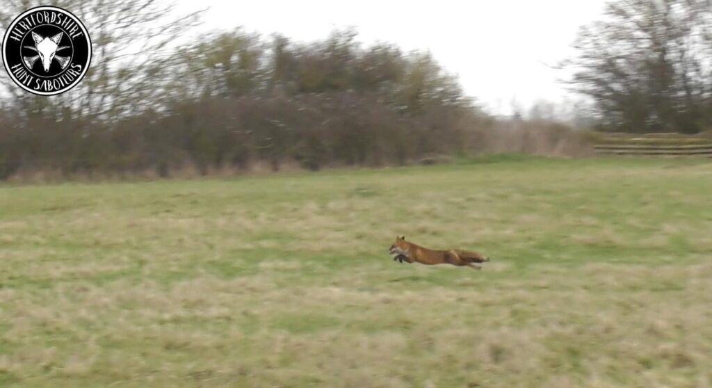 No trail here. A fox flees from the hunt. © Hertfordshire Hunt Sabs