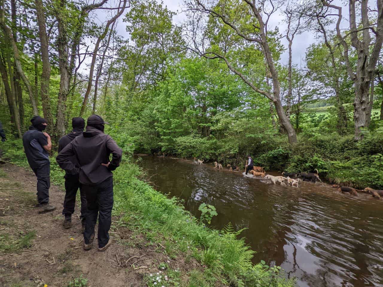 Sheffield Hunt Sabs on the Northern Counties Mink Hounds