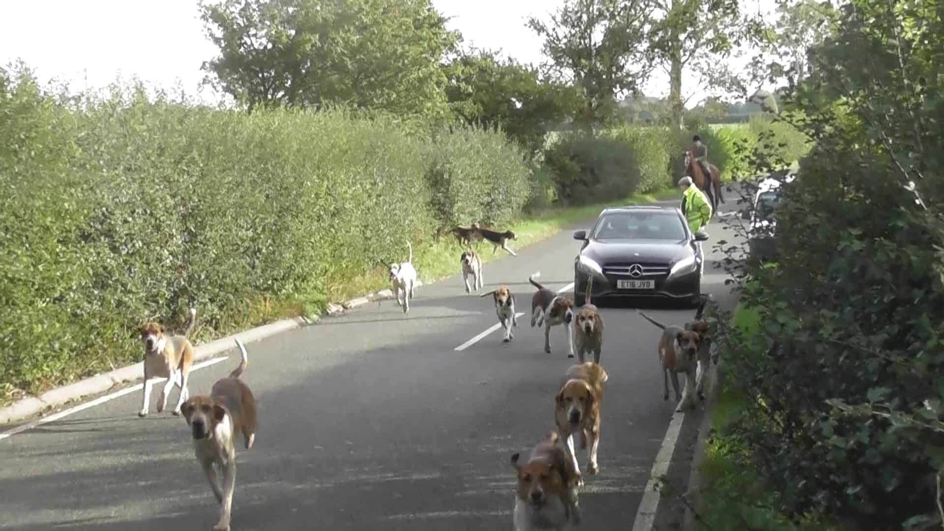 Hounds put in danger by the Warwickshire Hunt.