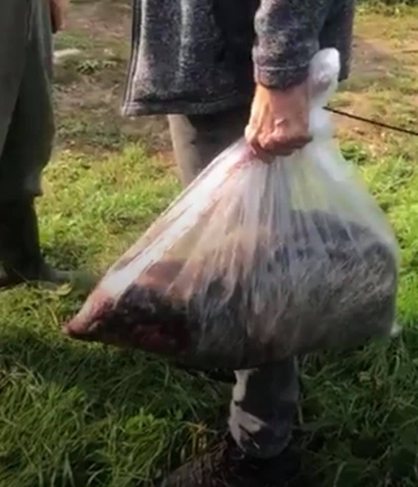 Another innocent victim, image via Hertfordshire Hunt Saboteurs.