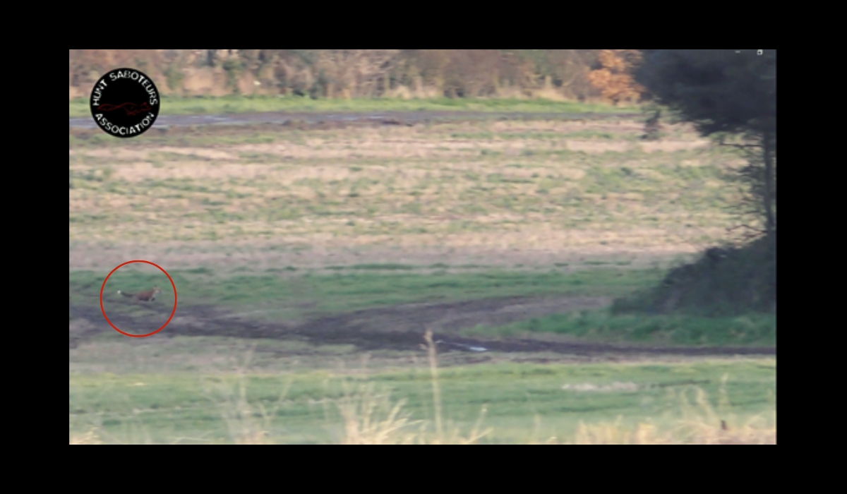 fox is shown circled