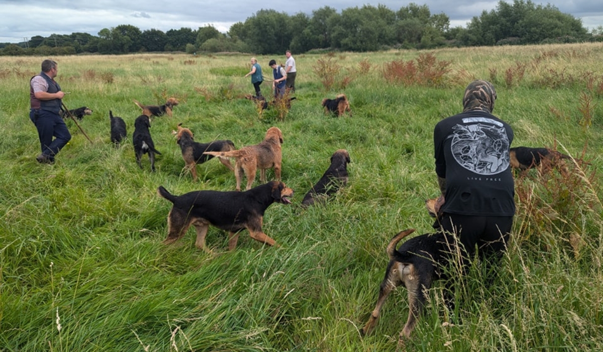 Sabs put a stop to the Dove Valley Mink Hounds. Credit: Nottingham Hunt Sabs