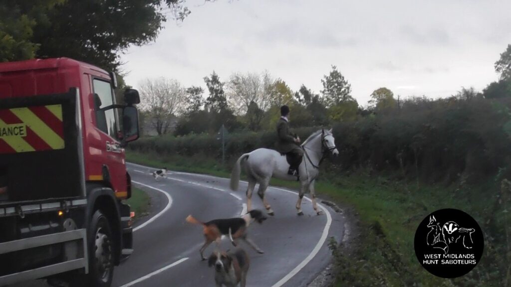 Hunting foxes on a blind bend. 