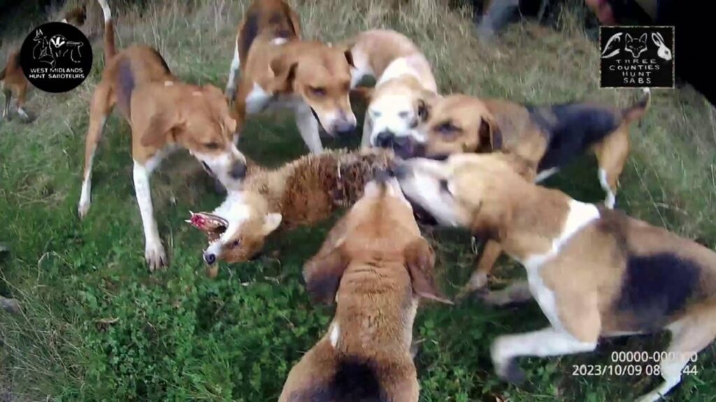 Warwickshire Hunt kill foxes. 