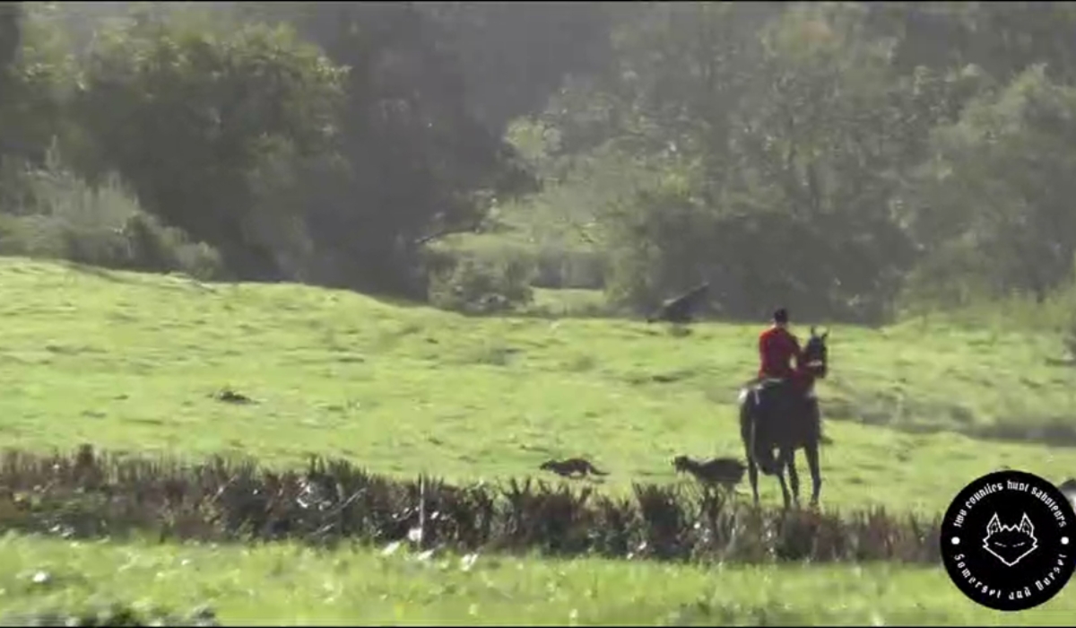 Seavington hunt kill a fox