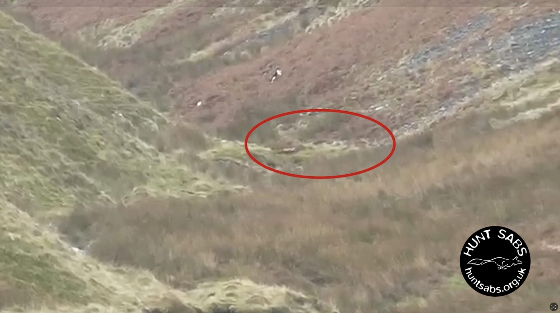 Sabs Save Hunted Fox In Lake District! - Hunt Saboteurs Association