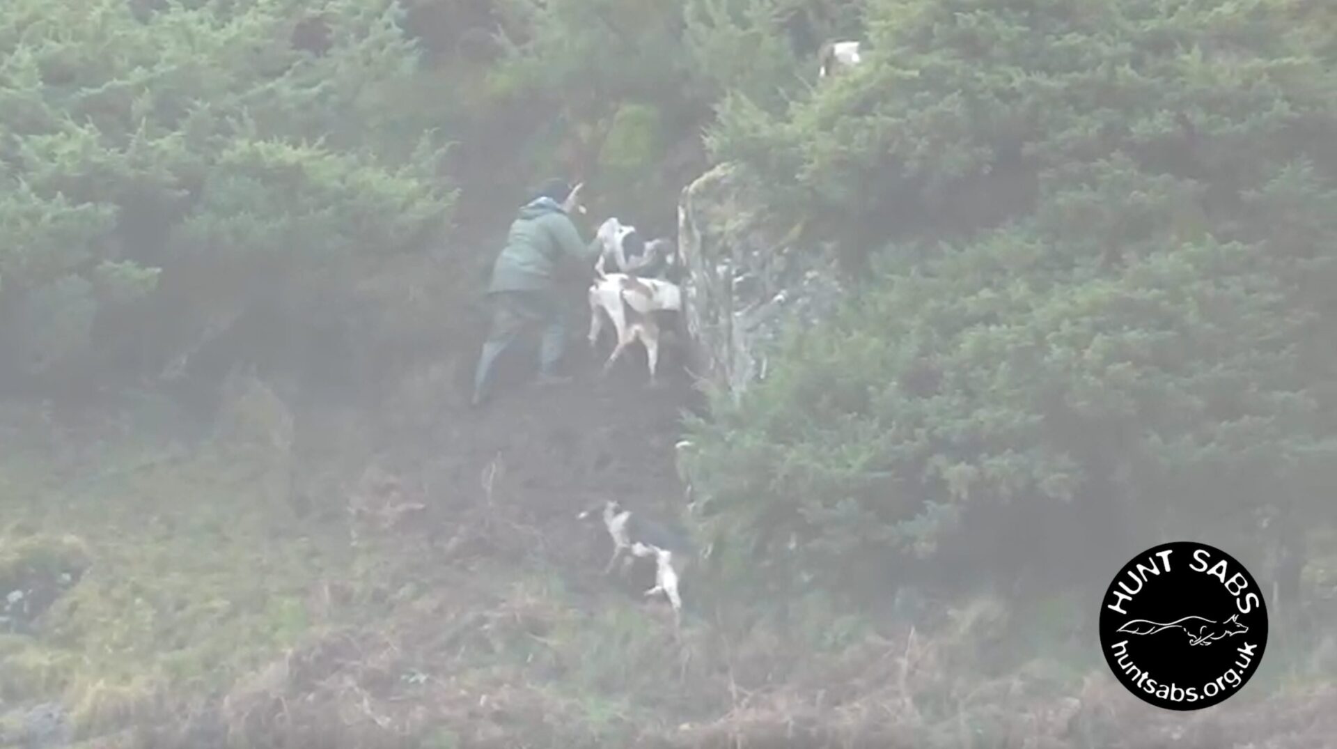 Sabs Save Hunted Fox In Lake District! - Hunt Saboteurs Association