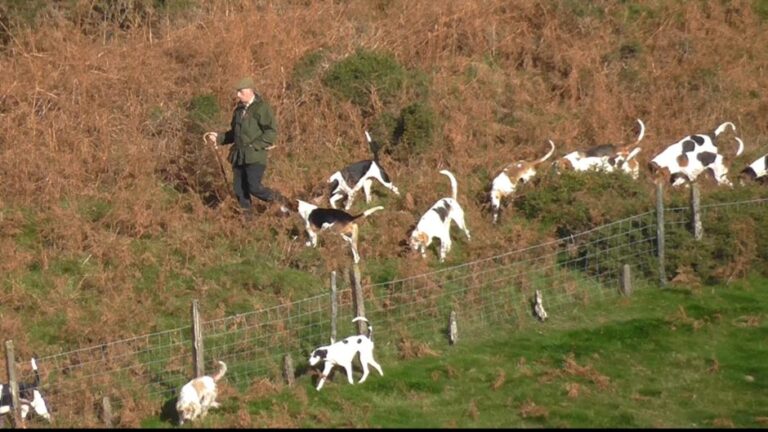 Sabs Save Hunted Fox In Lake District! - Hunt Saboteurs Association
