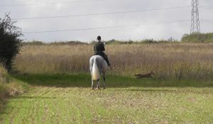 THE HORROR OF CUB HUNTING
