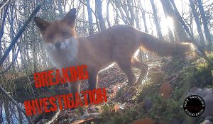 Against All Odds - A Fox Struggles Against Persecution At The Hands Of The Wynnstay Hunt
